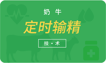 奶牛定時輸精技術